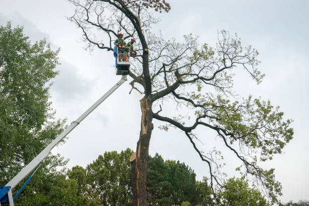 How Our Tree Care Process Works  in  Tomball, TX